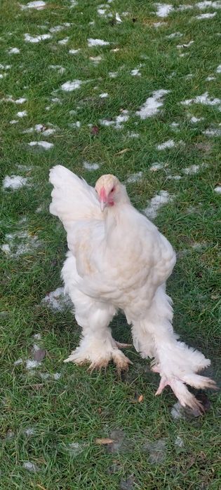 Brahma kogut lemon pyle