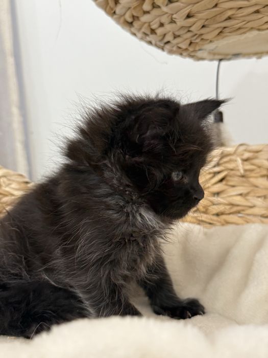 Kociak Cassie rasy Maine Coon