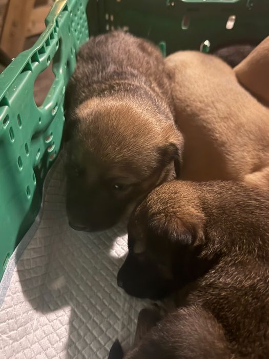 Cães bebés para adoção responsável