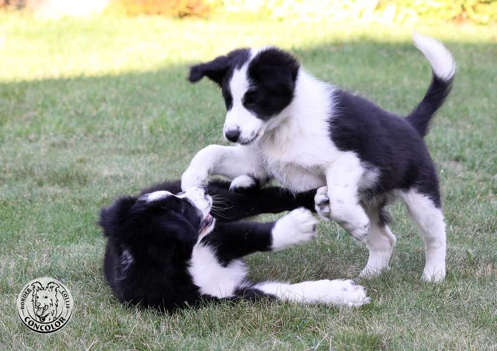 Border Collie Coli - piesek standard czarno-biały. Rodowód, przebadani rodzice.