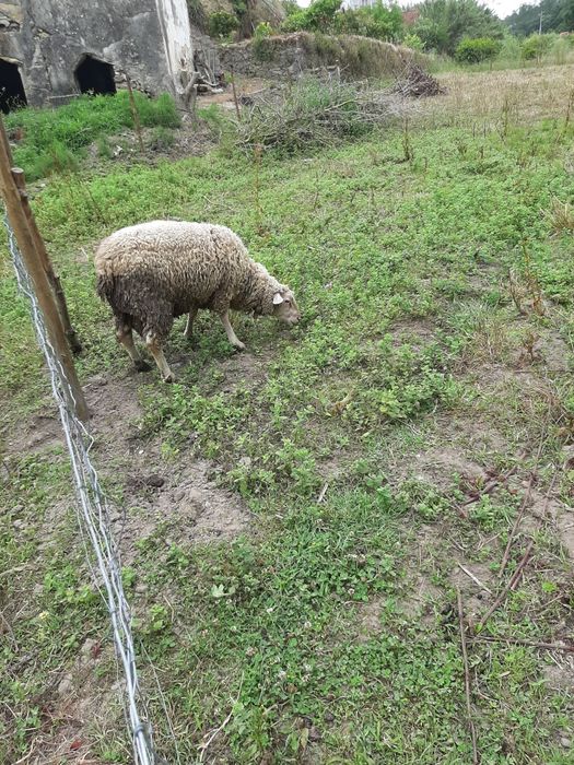 Vendo ovelhas suffolk ile france não são puros.