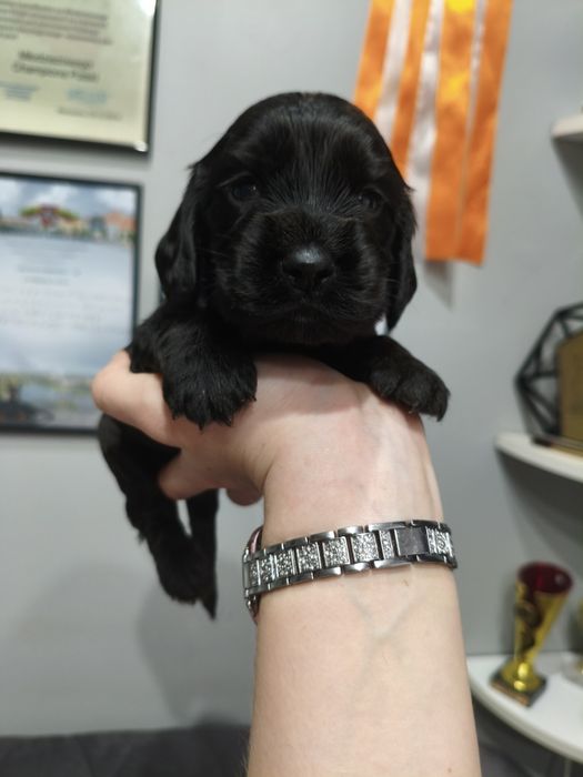 Ostatni dwaj chłopcy Cocker spaniel angielski