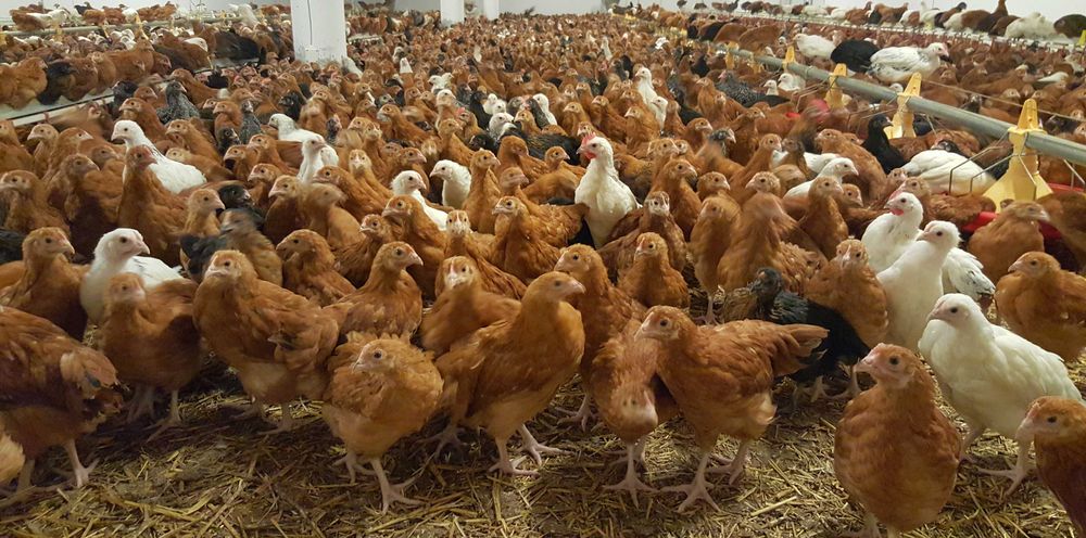 Kury kokoszki nioski rosa