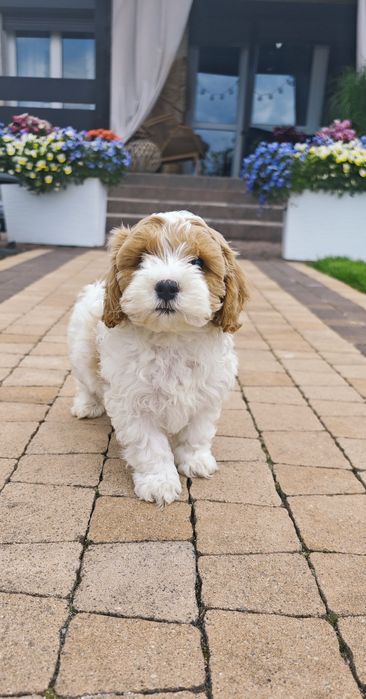 REZERWACJA**Cavapoo**cudowny piesek !