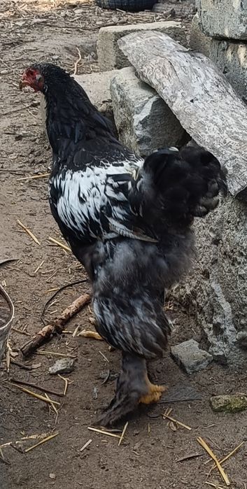 Koguty Brahmy  Olbrzymiej z Kwietnia