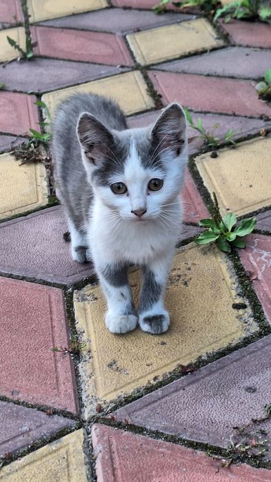 Маленькі кошення