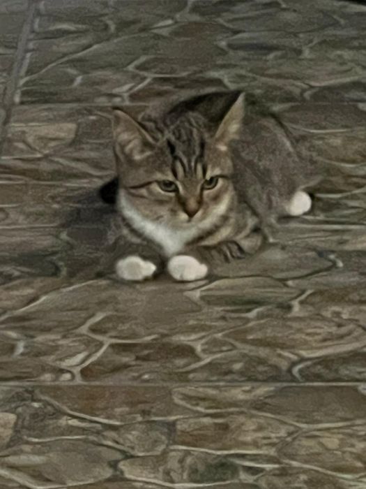 Отдам котят в хорошие руки