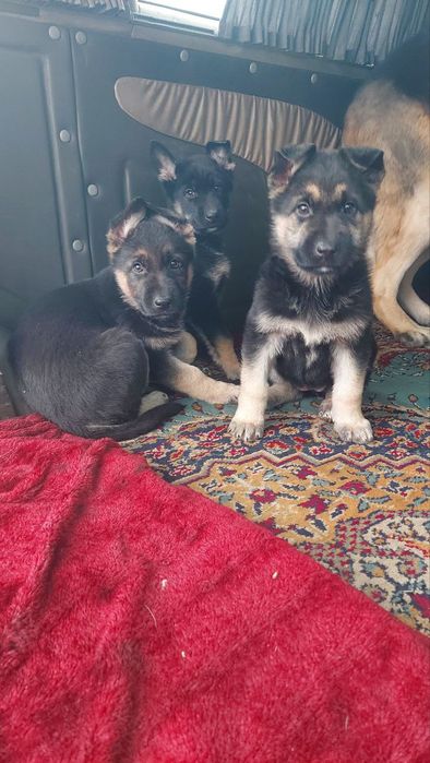 Продаются щенки ВЕО