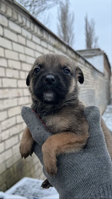Терміново цуценята шукають родину.