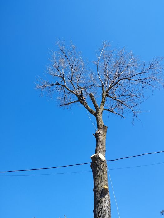Видалення аварійних дерев. Спилювання аварійних дерев.