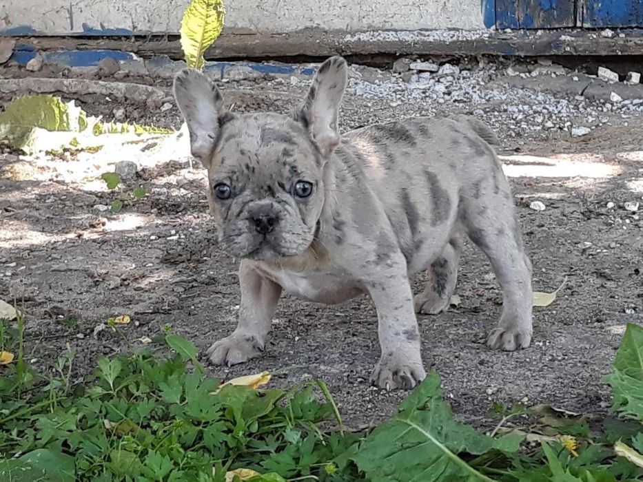 Кобель французского бульдога