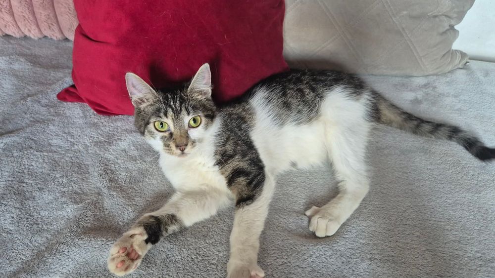 Kokoska do adopcji