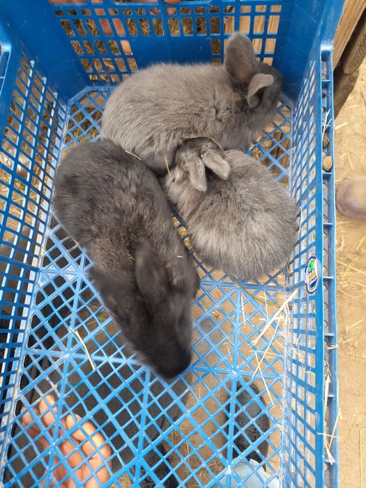Продам  кроликів