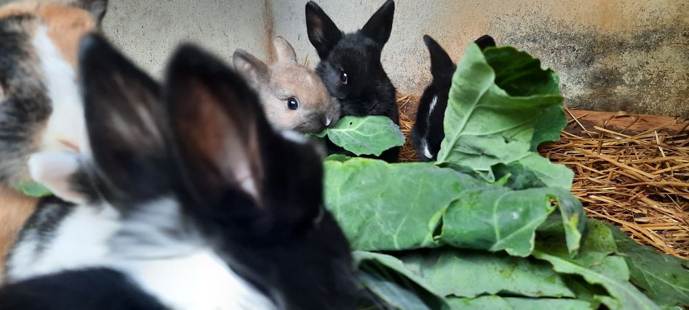 Coelho Anao Holandês