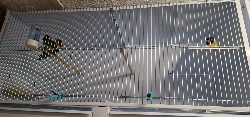 Agapornis personatus macho