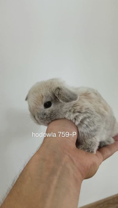 Mini lop króliki karzełek miniaturka baranek hodowla