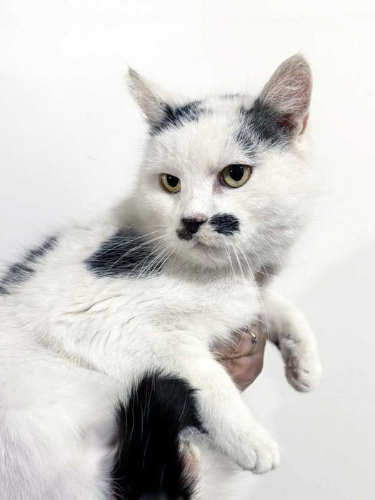 Zojka, starsza kotka marzy o ciepłym kąciku