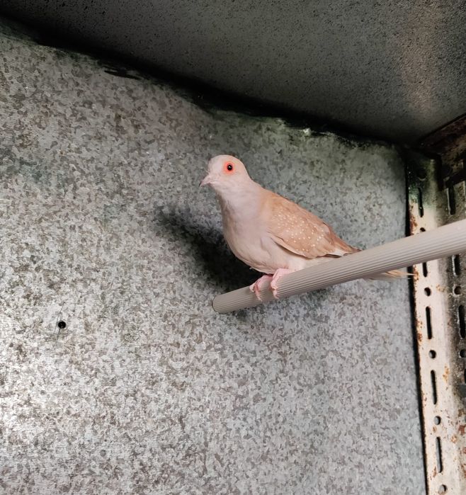 Rolas Diamante  - Casais