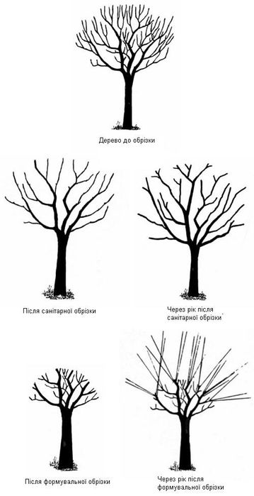 Професійна обрізка вашого саду, Кронування, Зріз, Дроблення, Обробка