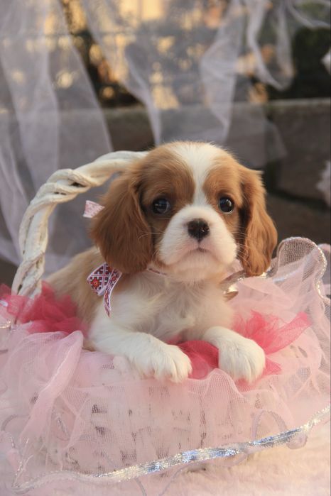 Дівчинка Кавалер Кінг чарльз спаніель