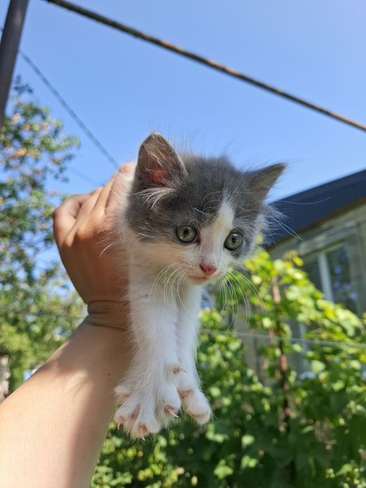 Отдам котят к любящему сердцу котик кошечка котята бесплатно