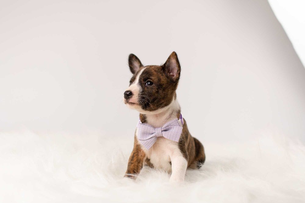 Pręgowane szczenięta Basenji