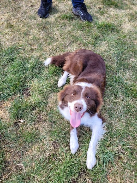 Border Collie Czekoladowo Biała dziewczynka