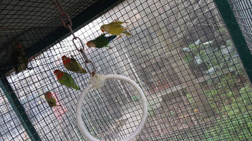 Agapornis novos com 2 meses