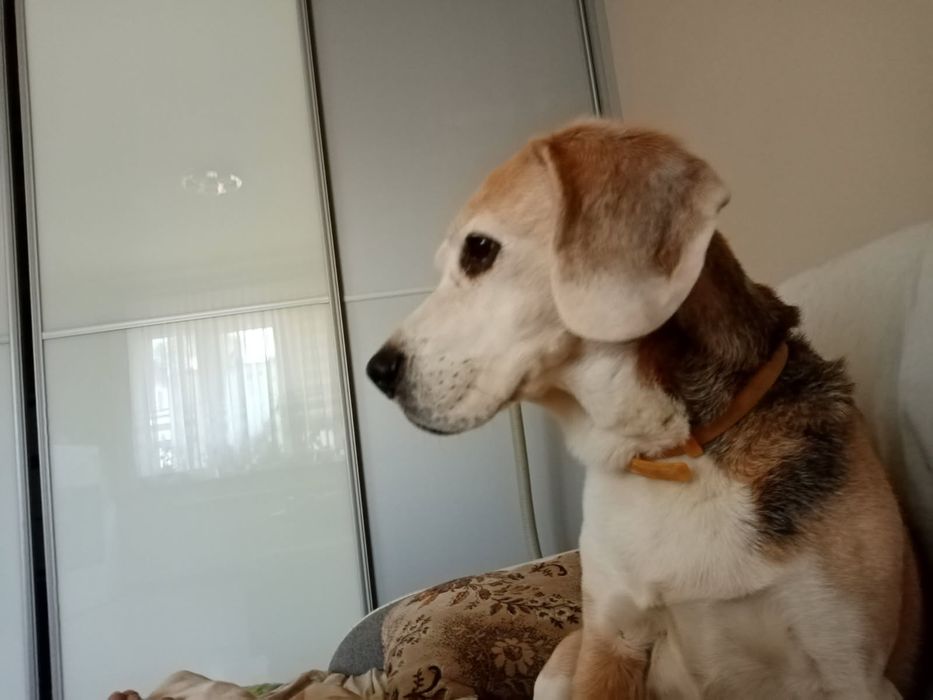 Oddam psa Beagle
