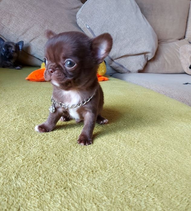 Chihuahua Macho  com Lop ( Pedegree)