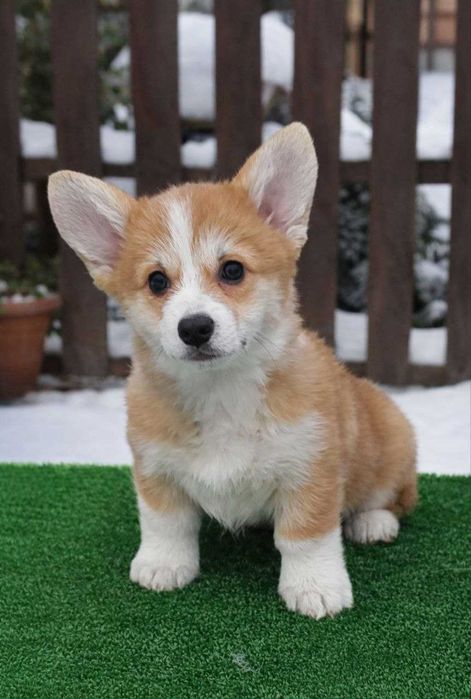 Розплідник пропонує до продажу дівчинку вельш коргі пемброк.