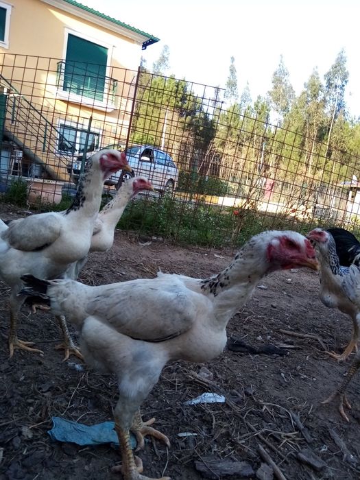 Frangos indio gigante