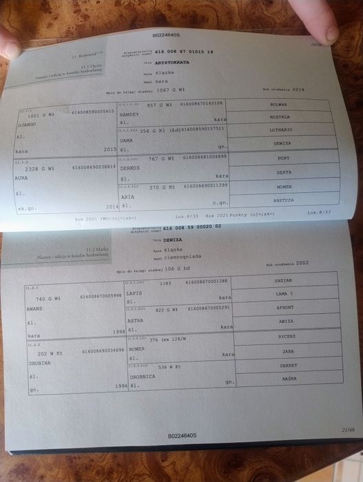 Sprzedam ogierka slaskiego