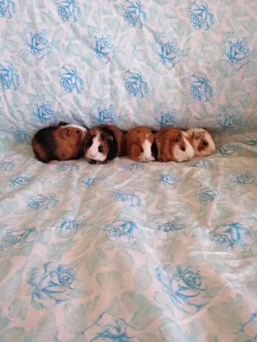 Świnka morska świnki morskie