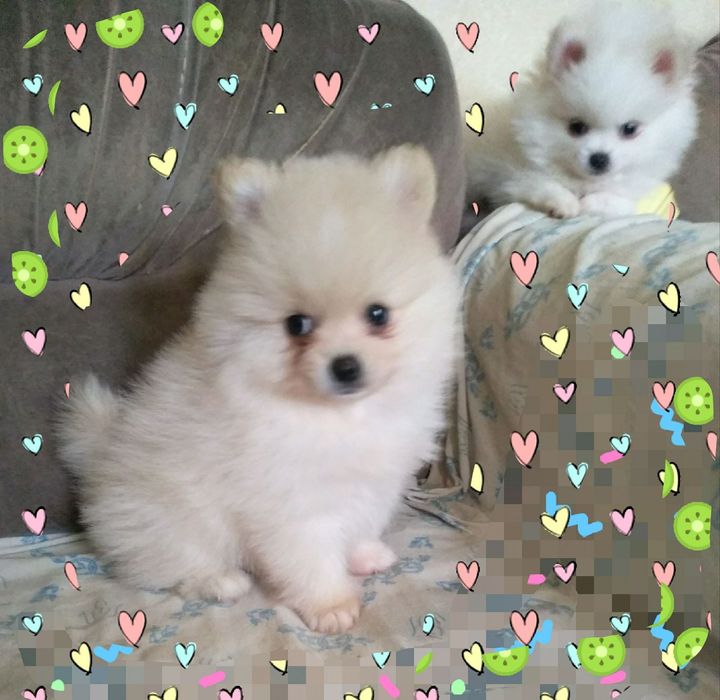 Щенки померанского шпица.