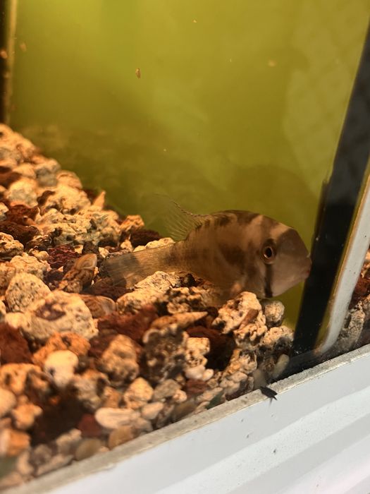 1ciclideos + 1 acistros