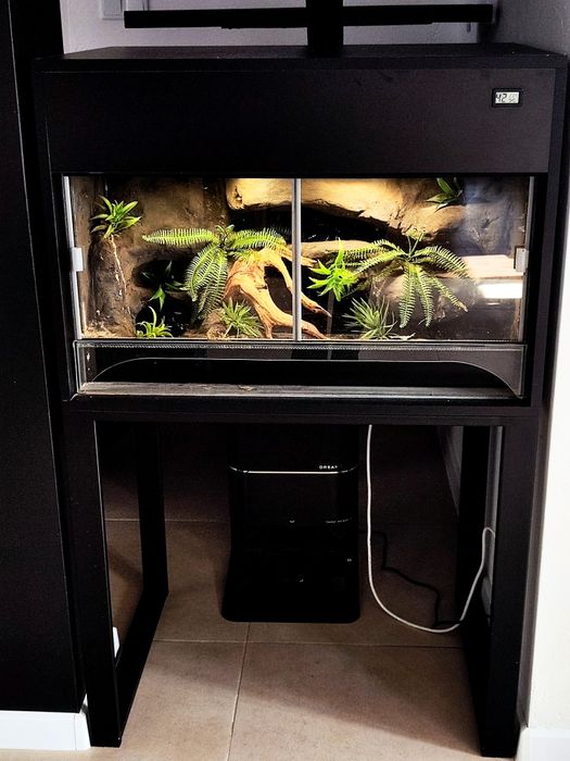 Wąż Zbożowy Terrarium Szafka