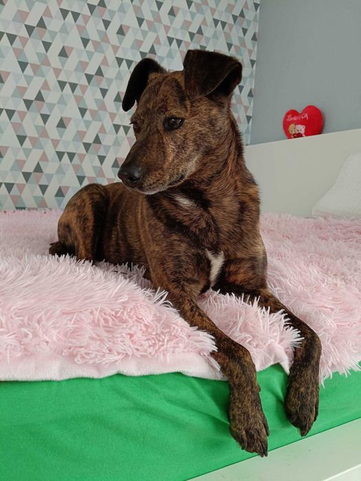 Sofi poleca się do adopcji