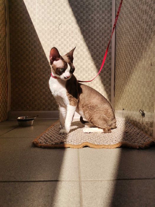 Вязка кота Девон-рекс