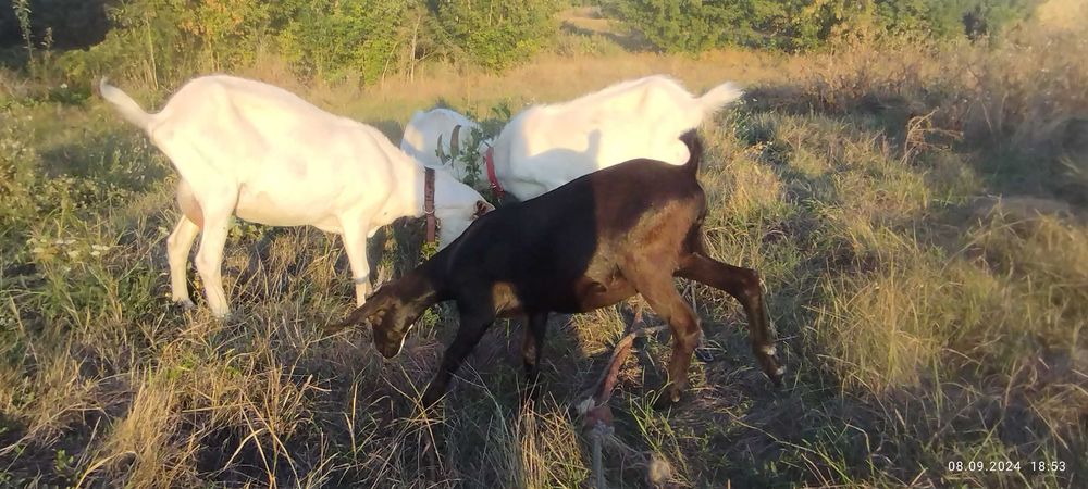 Козульки, першокотка і її діти