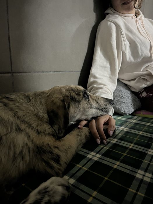 pet sitting e dog walking | cuidados para o seu animal