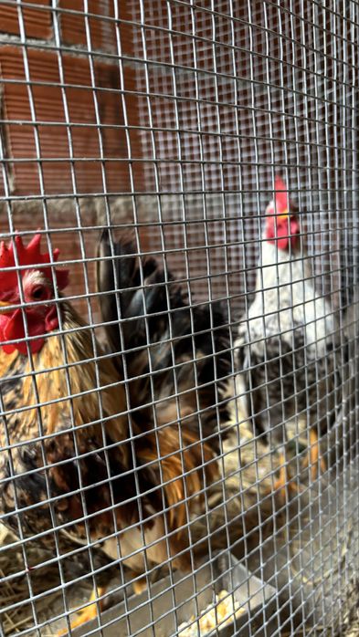 Galinhos serana só machos