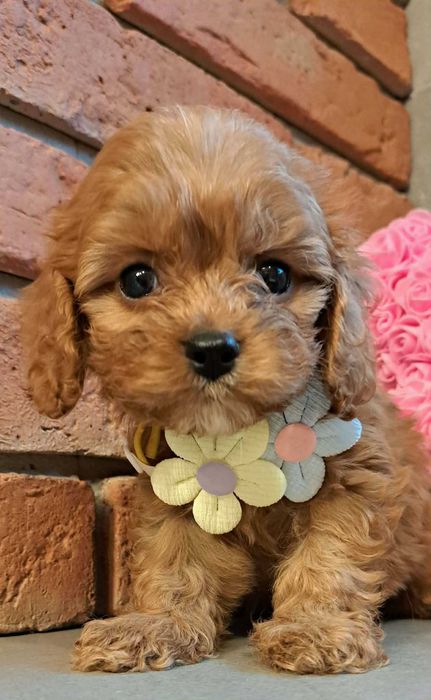 Chłopczyk  cavapoo zaraz do odbioru