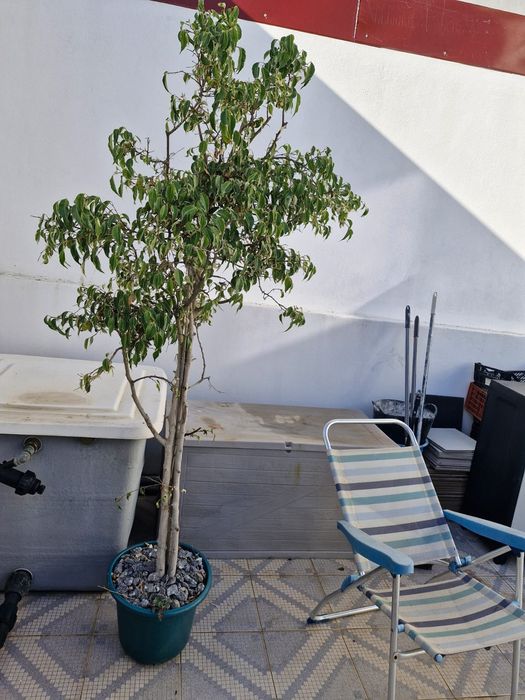 Planta com 2 metros com vaso