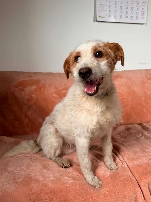 Malibu- psia chmurka o wadze 10 kg