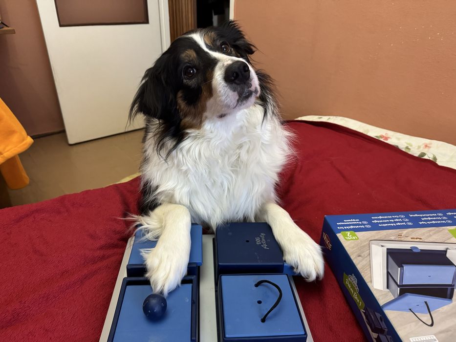 Zabawka edukacyjna dla psa, łamigłówka, poker box