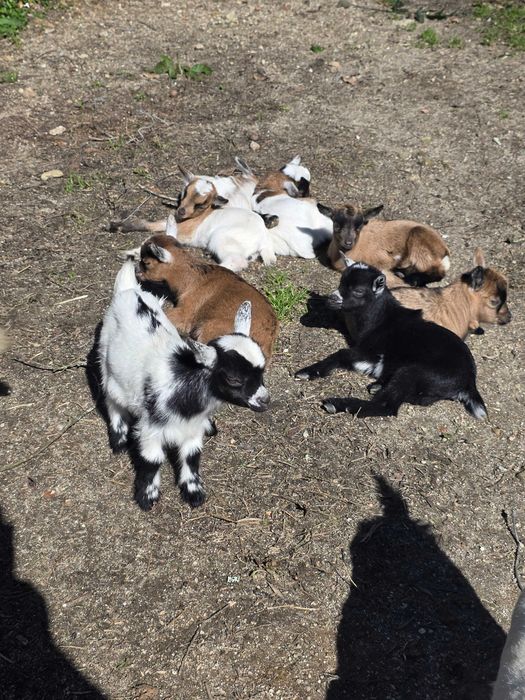 Cabras Anãs Machos e Fêmeas