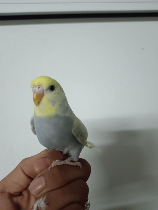 Caturra domesticada e piriquitos domesticados