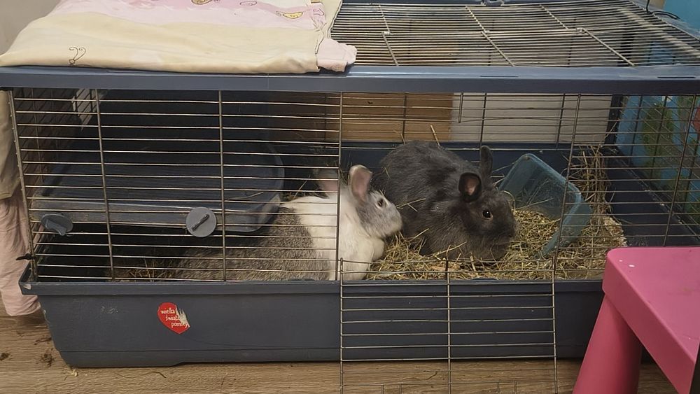 Odam za darmo. kroliki