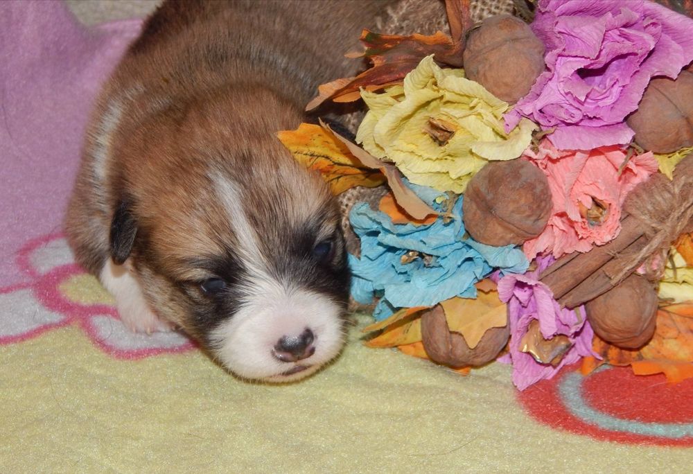 Мальчики Вельш Корги Пемброк